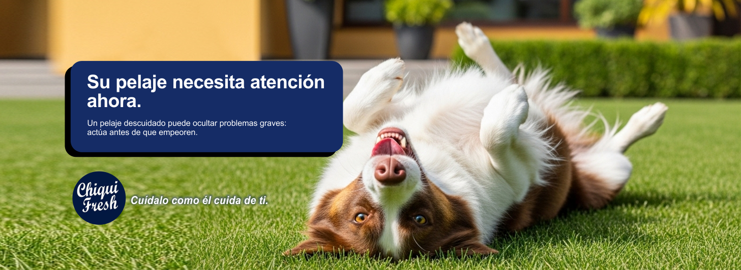 perro